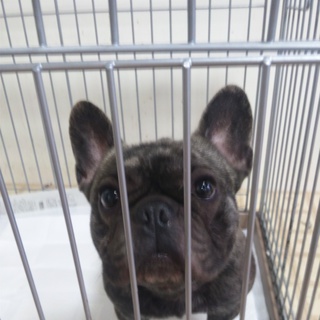 タイガーブリンドル