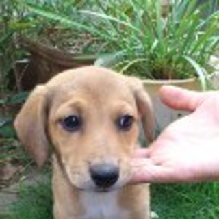 ６月６日に産まれたばかりのMIXです。