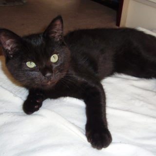 黒猫（♂）グレー（♀）