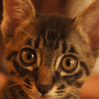 可愛い子猫　緊急募集！