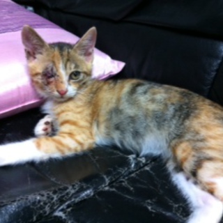 片目の三毛　4ヶ月　家族になってください