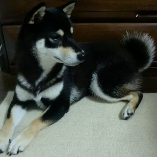 1歳になったばかりの柴犬の女の子です。