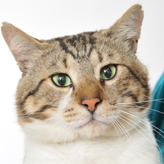 しょうた君。けなげな甘えん坊。