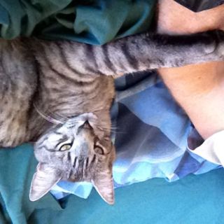 Bi-lingual kitty.  アメリカ育ちの、Sweetな雄猫3歳です