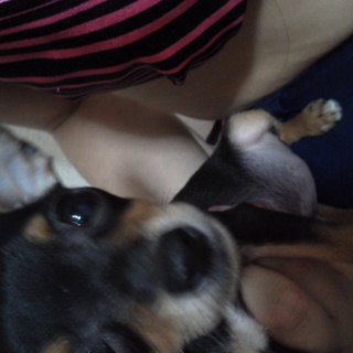 まだ子犬!ペットショップで購入したので安心です!