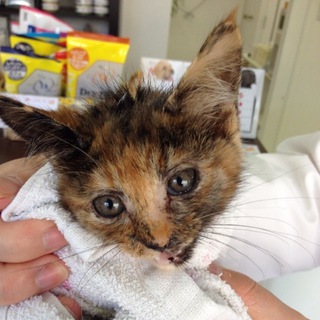 珍しい色の子猫ちゃんです＾＾