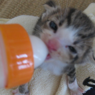 生後２週間～３週間、子猫ちゃん