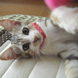 生後１～２ヶ月の可愛い♂の子猫