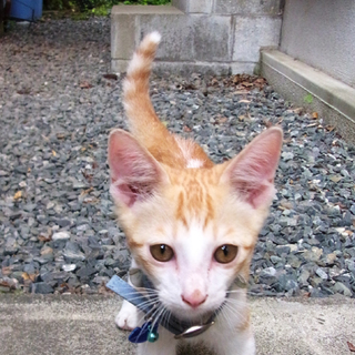 かわいがって下さる方を探しています