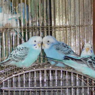 セキセイインコの里親様が決まりました。ありがとうございました。