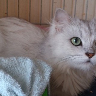 長毛でグリーンの大きな瞳が美しい♀猫ミルク