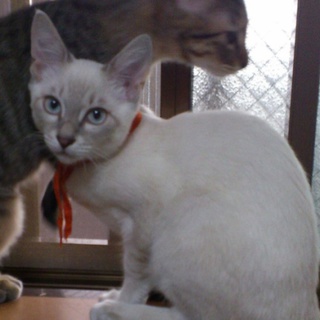 シャム柄の美形な男の子