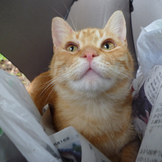 白血病キャリアのこの子に愛の手を・・・。