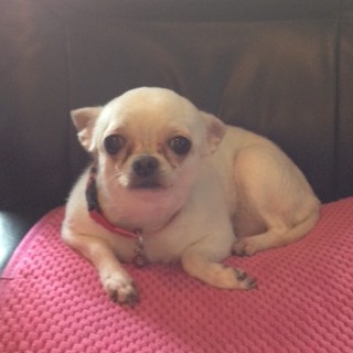 素敵な飼い主様が見つかりました☆