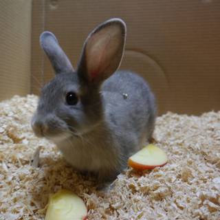 耳の大きなグレーうさぎさんの里親募集