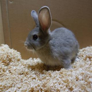 耳の大きなグレーうさぎさんの里親募集２