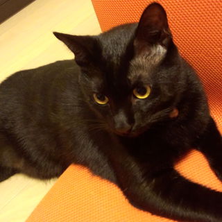 甘えん坊の猫の里親を探しています