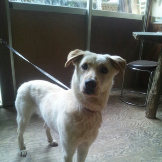 ラブ風つくしちゃん