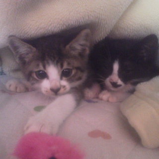 子猫の里親募集！！