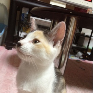 幸せになりますように