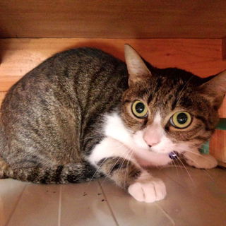 里親を募集しています