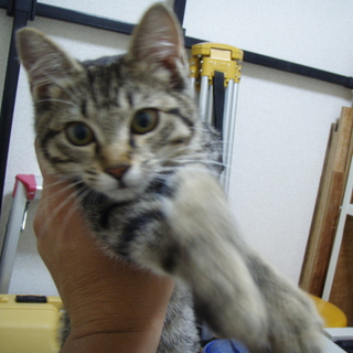 この子の命をお願いします。