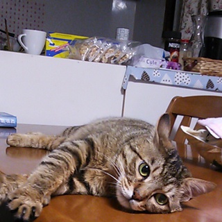 里親さん募集しています