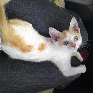 甘えんぼの仔猫を幸せにしてくださる方