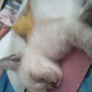 シャム混じり（？）の女の子