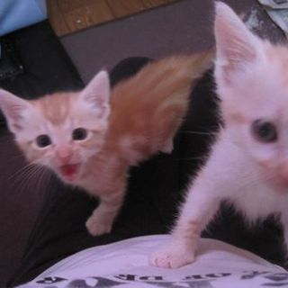 可愛過ぎるにゃんこ  良い里親様とご縁をいただけました。ありがとうございました。