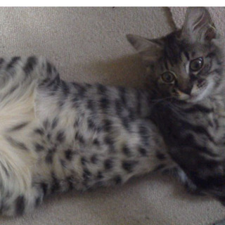 長毛きじとら♀