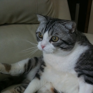 ☆猫ちゃん里親募集中です☆