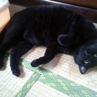 【急募】成猫♂♀　人懐っこい３才