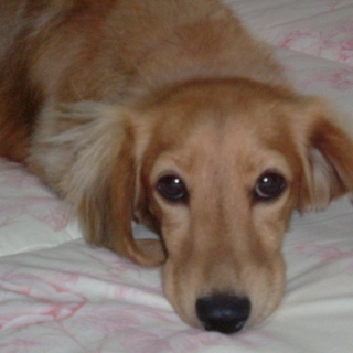 ２歳ミニチュアダックス　里親募集！