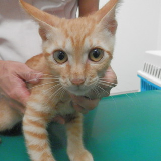 里親募集　「ぼくチャトライアン！」