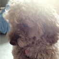 トイプードルの里親募集