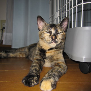 心優しいさび猫です