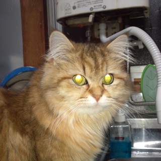 パパママ募集中