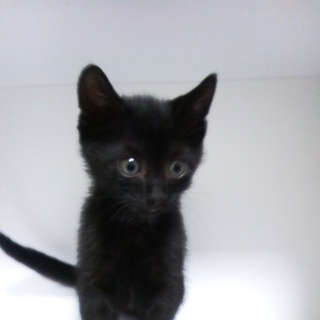 黒猫ちゃん（オス）ちょっとジジっぽい？