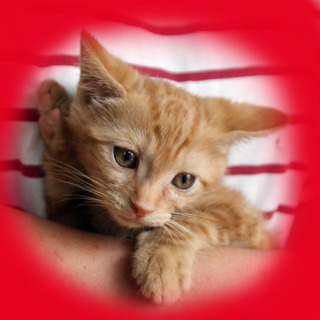 アメショー柄の貴公子君