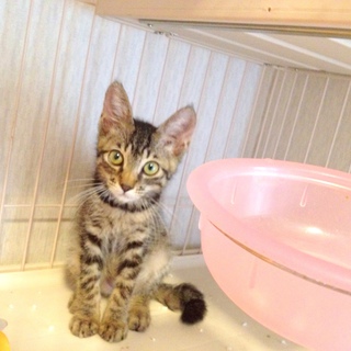 キジトラ猫　兄弟　生後2ヶ月