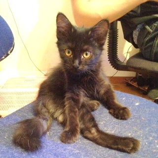 黒猫　姉妹　生後2ヶ月