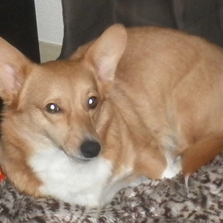 コーギー♀の里親募集です。