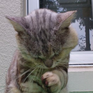 野良猫の里親募集