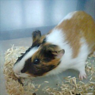 かわいいもるもっと　男の子１匹女の子１匹