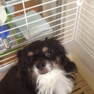 里親を探しております