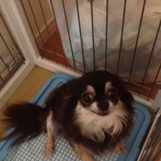 里親を探しております