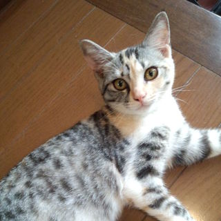 おてんば子猫☆2012年3月埼玉県越谷市生まれ☆里親様募集