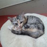 おてんば子猫☆2012年3月埼玉県越谷市生まれ☆里親様募集 サムネイル2