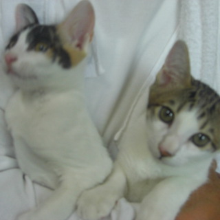 めっちゃ元気な兄妹です！！